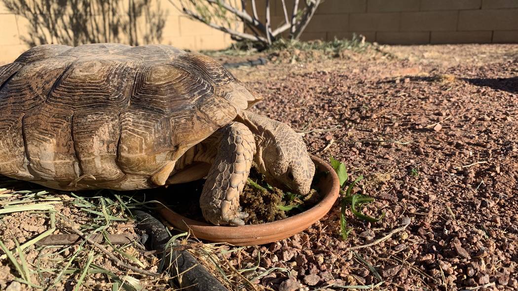 A desert tortoises at a habitat run by the Las.Vegas Tortoise Group on Wednesday, August 14, 20 ...