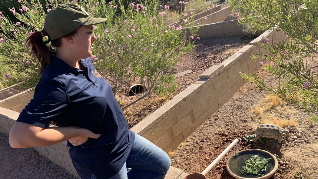 Sarah Mortimer, biologist with the Las Vegas Tortoise Group, feeds a tortoise at their habitat ...