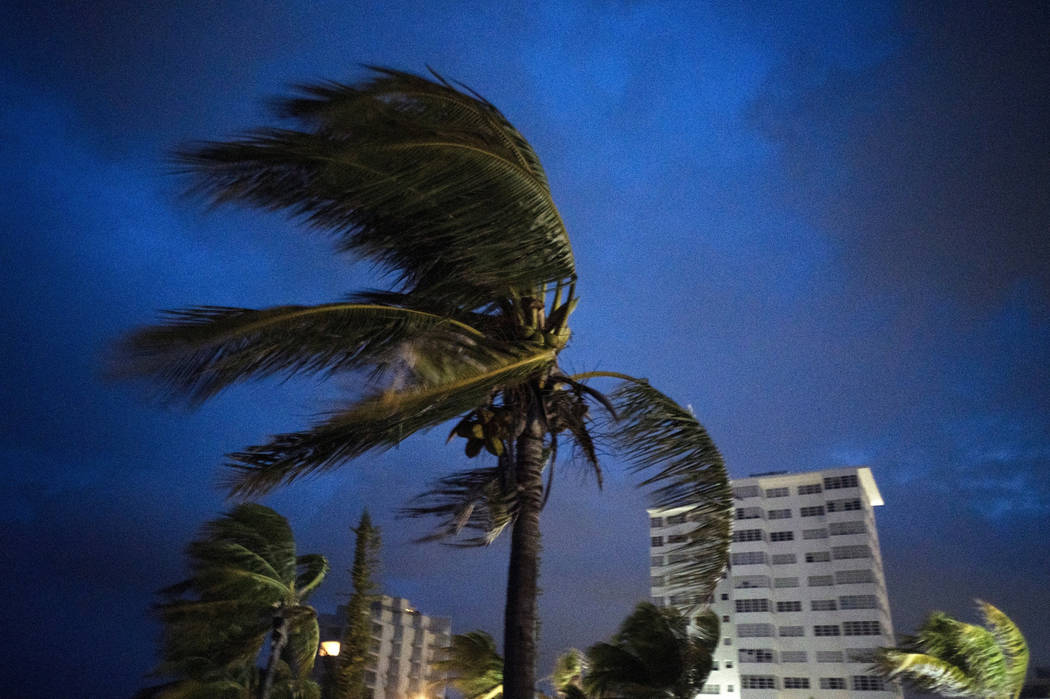 Strong winds move the palms of the palm trees at the first moment of the arrival of Hurricane D ...