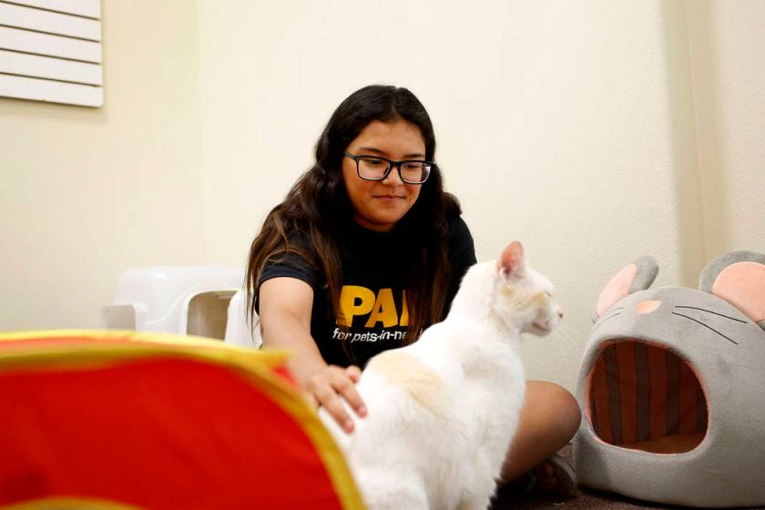 Las Vegas cafe offers cat companions, not coffee, as mood booster Las