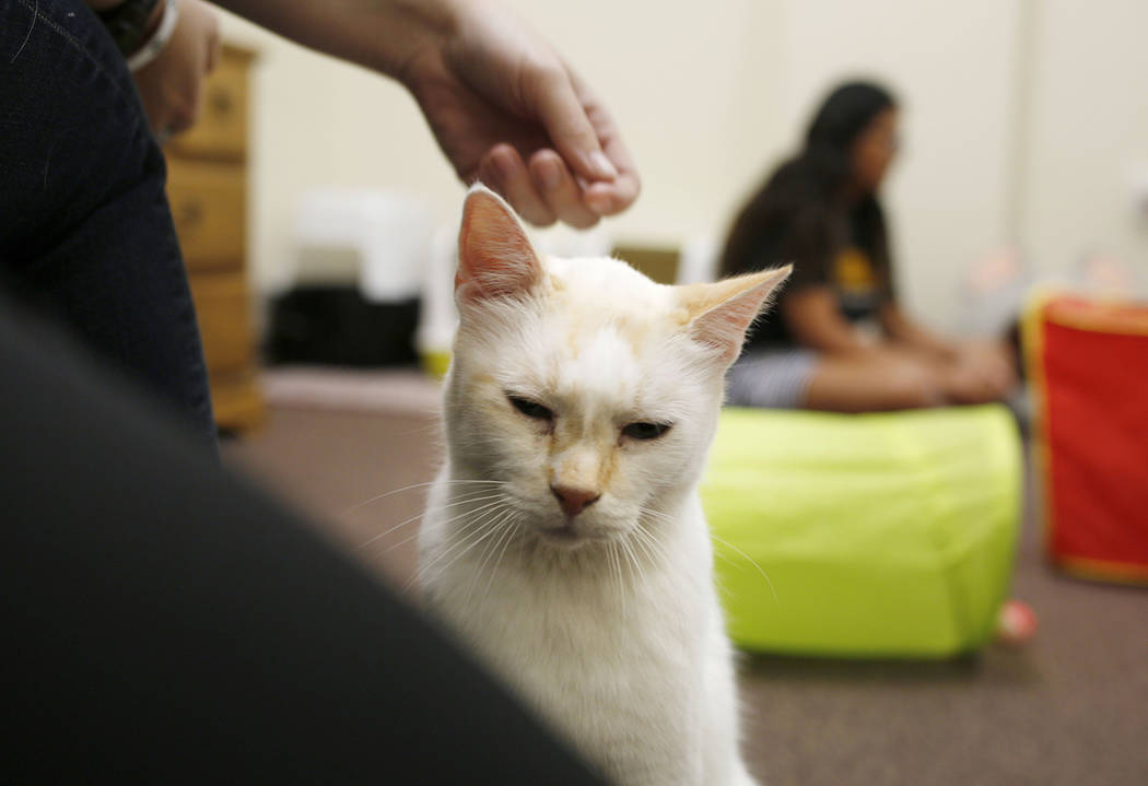 Las Vegas cafe offers cat companions, not coffee, as mood booster Las