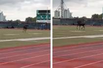 A female moose looked like she was trying out for running back as she loped across a football p ...