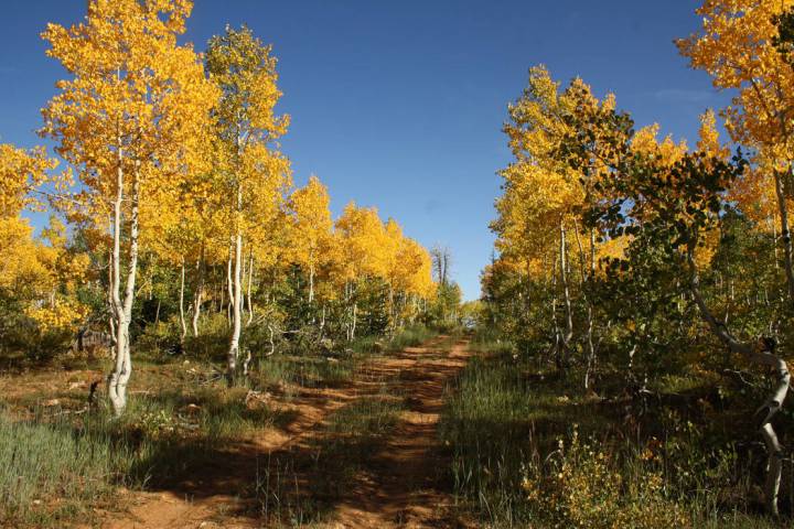 Setting out on foot is a wonderful way to enjoy the sights and sounds of the autumn leaves. (De ...