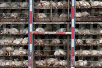 FILE - In this Thursday, Aug. 8, 2019, file photo, chickens are shipped for processing in Morto ...