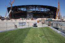 Several types of grass are seen outside the Raiders Stadium on Friday, Aug. 16, 2019 as the sta ...