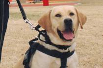 Clark County School District K-9, King. (Clark County School District Police Department)