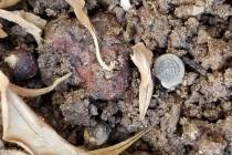 A snail shell can be seen in the dirt. The availability of food and moisture make a perfect bre ...