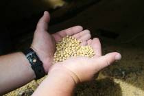 In a July 18, 2018, photo, soybean farmer Michael Petefish holds soybeans from last season's cr ...