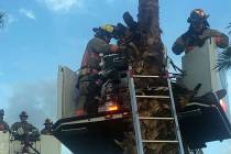 The Las Vegas Fire Department rescued a man from a palm tree in east Las Vegas Sunday evening, ...