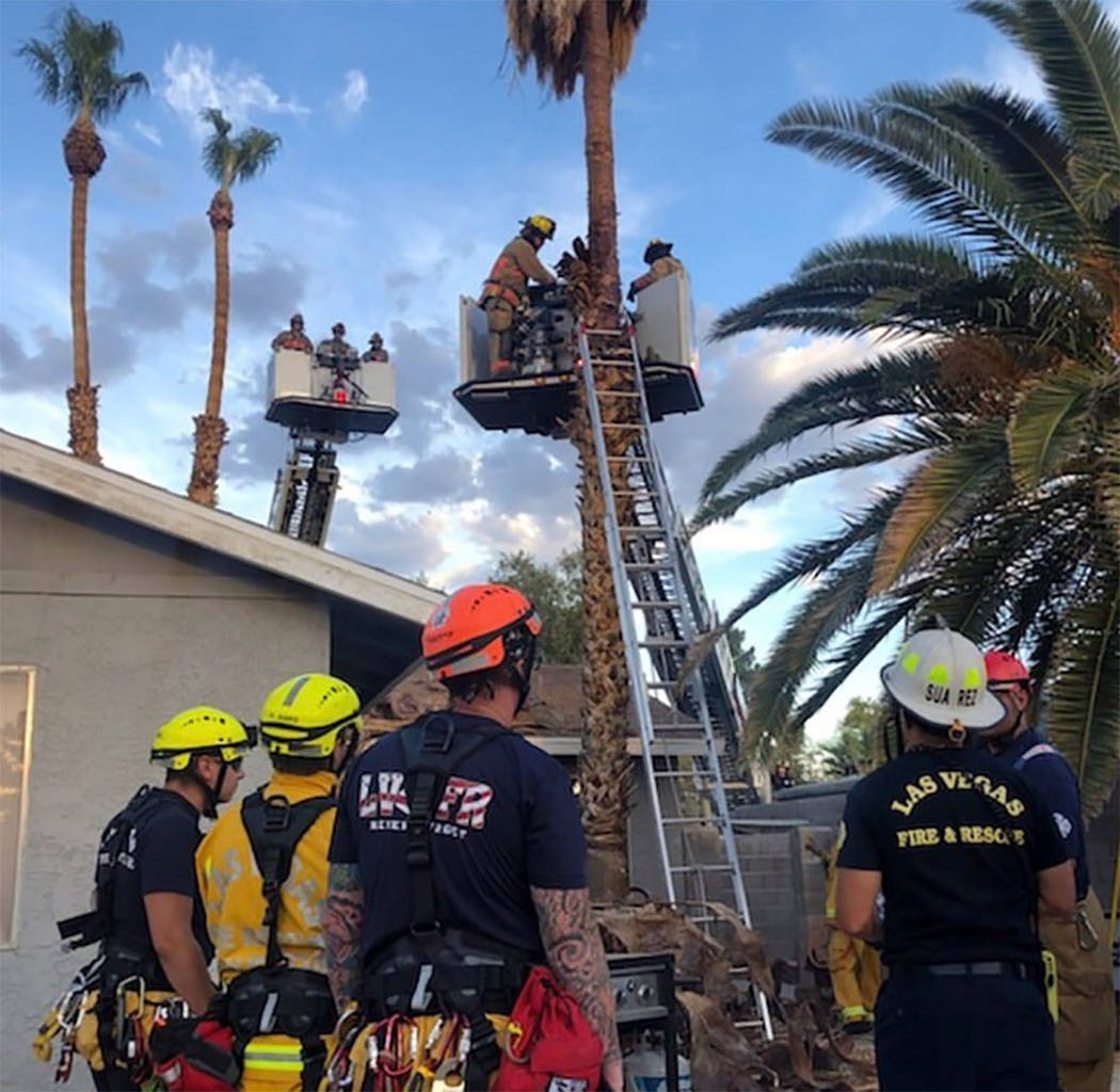 The Las Vegas Fire Department rescued a man from a palm tree in east Las Vegas Sunday evening, ...