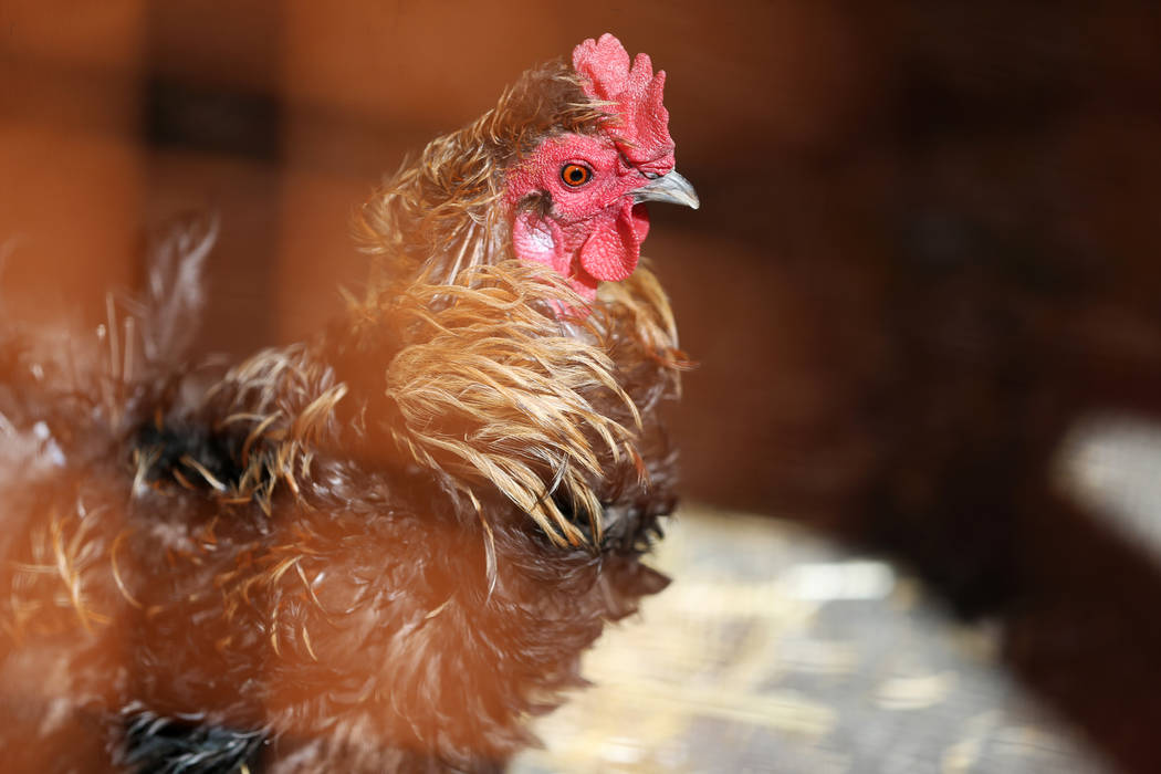 A confiscated rooster from the Las Vegas home of Susan Mechsner, at the The Animal Foundation i ...