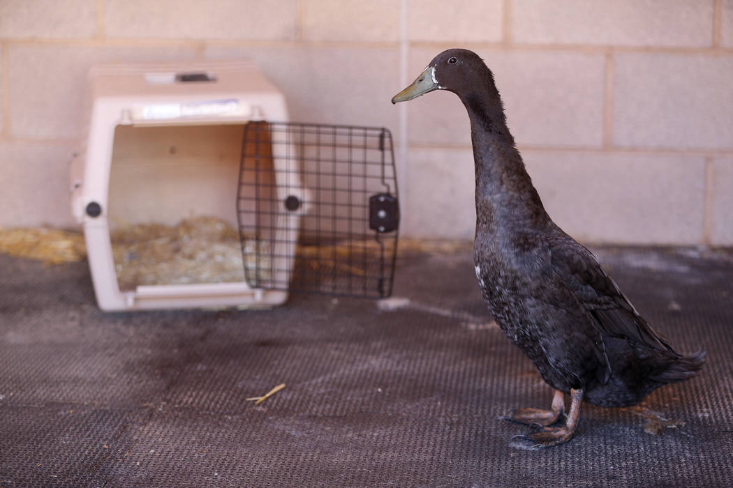 A confiscated duck from the Las Vegas home of Susan Mechsner, at the The Animal Foundation in L ...