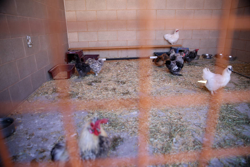 Confiscated chickens from the Las Vegas home of Susan Mechsner, at the The Animal Foundation in ...