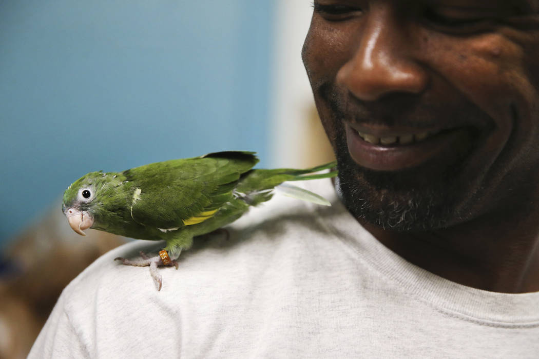 Jovie Edwards shows a parrotlet, also known as a pocket parrot, confiscated from the Las Vegas ...