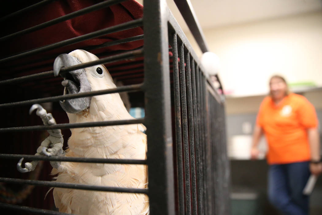 A confiscated cockatoo from the Las Vegas home of Susan Mechsner, at the The Animal Foundation ...