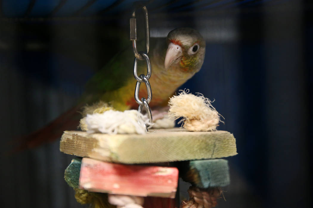 A confiscated bird from the Las Vegas home of Susan Mechsner, at the The Animal Foundation in L ...