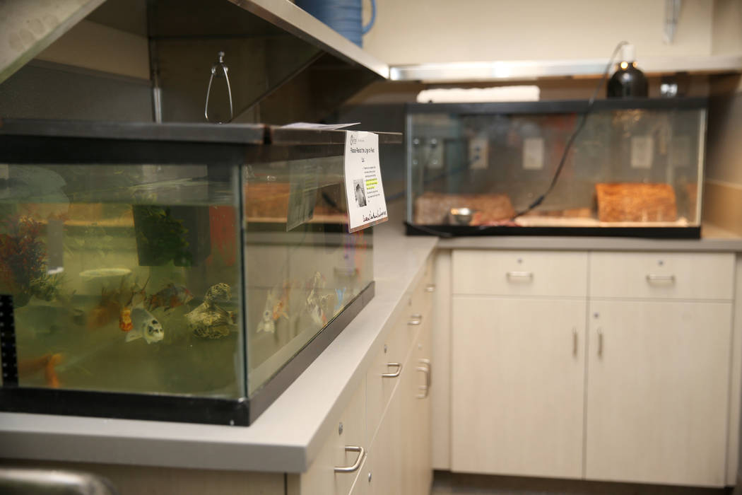Confiscated fish from the Las Vegas home of Susan Mechsner, at the The Animal Foundation in Las ...