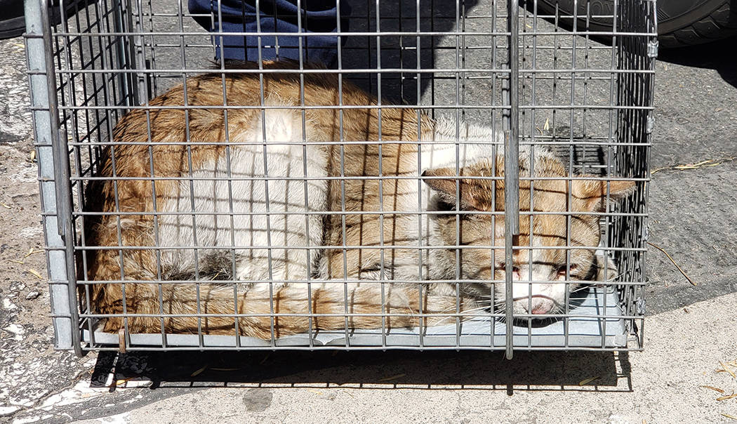 A stray cat rests in a cage after being rescued from a car bumper in Las Vegas on Sept. 15, 201 ...