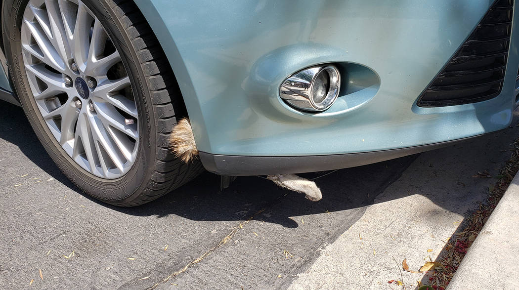 The paw of a stray cat is seen sticking out of a car bumper in Las Vegas on Sept. 15, 2019. (Ro ...
