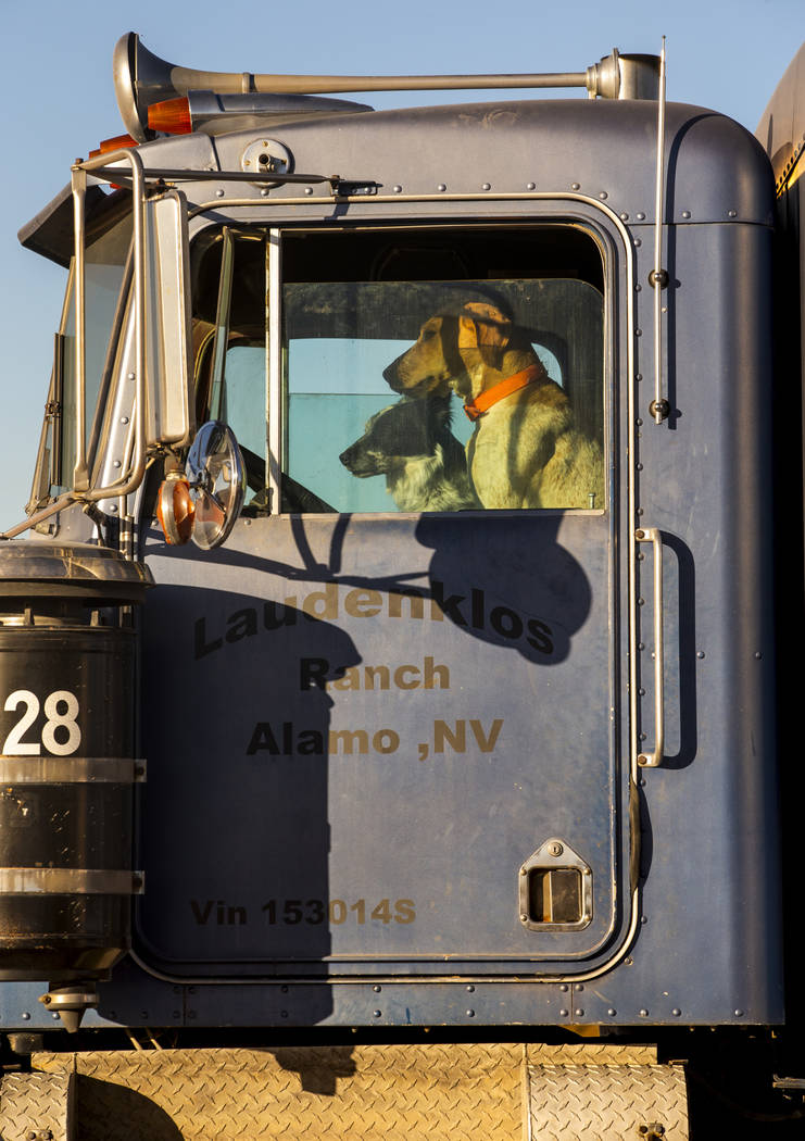 Two dogs sit in the seats of a tractor trailer parked across from the Little A'Le'Inn which is ...