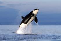 FILE - In this Jan. 18, 2014, file photo, an endangered female orca leaps from the water while ...