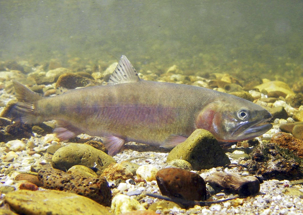 This undated photo provided by the California Department of Fish and Wildlife shows a Paiute cu ...