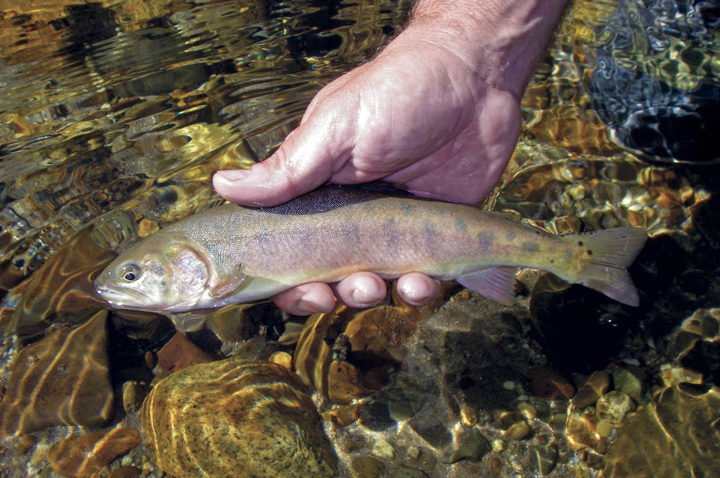 This undated photo provided by the California Department of Fish and Wildlife shows a Paiute cu ...