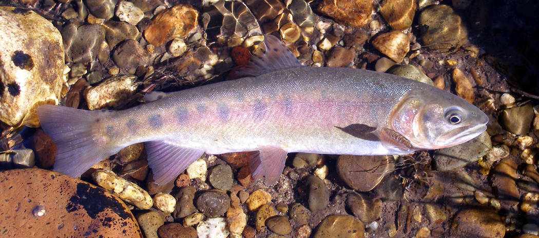 This undated photo provided by the California Department of Fish and Wildlife shows a Paiute cu ...