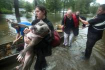 Jade McLain carries Thor out of a boat as she and Fred Stewart were rescued from their flooded ...