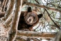 In this photo provided by the Utah Division of Wildlife Resources is a 2-year-old bear in a tre ...