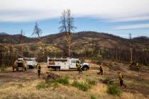 In this photo taken June 6, 2019, in the footprint of the 2018 Carr Fire, members of Cal Fire a ...
