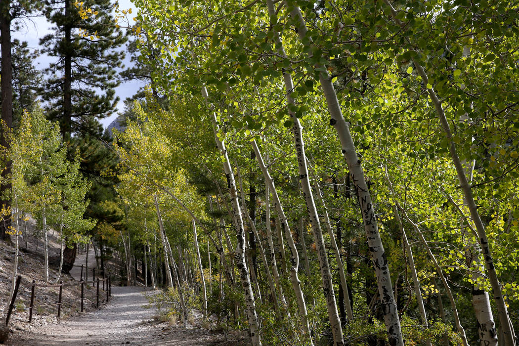 Leaves are starting to change colors near the Upper Bristlecone Trailhead in Lee Canyon on Moun ...