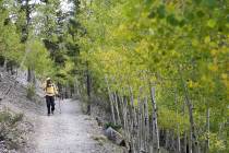 David Wignall, 72, of Las Vegas hikes on the Bristlecone Trail in Lee Canyon on Mount Charlesto ...