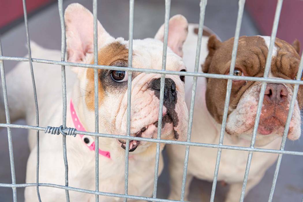 Dogs rescued from the house fire at 3324 Beca Faith Drive in North Las Vegas on Tuesday, Sept. ...