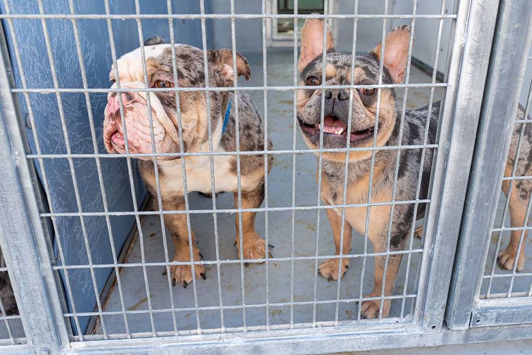 Dogs rescued from the house fire at 3324 Beca Faith Drive in North Las Vegas on Tuesday, Sept. ...