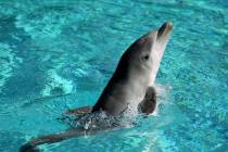 A baby dolphin swims at Siegfried & Roy's Secret Garden and Dolphin Habitat at The Mirage in La ...