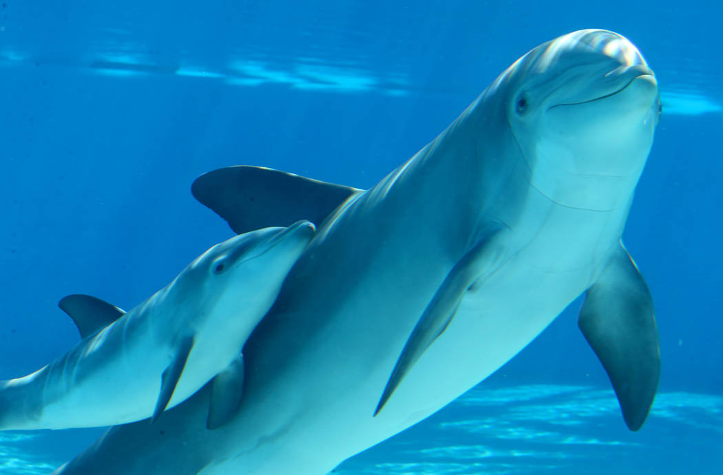 Baby Dolphin On Las Vegas Strip Named To Honor Las Vegas Aces