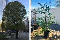 The 9/11 Survivor Tree, left, at the Sept. 11 memorial in New York City produced a seedling, ri ...