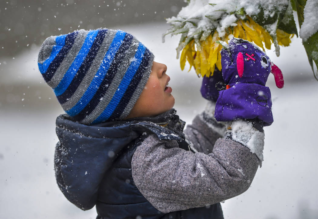 Connor Cruz, age 5, inspects snow laden sunflowers during a snow storm, Saturday, Sept. 28, 201 ...