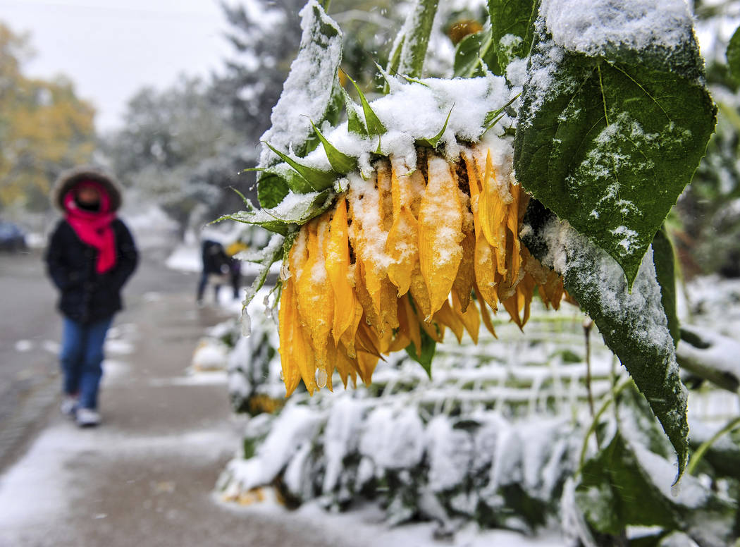 Sunflowers bow and break under the falling wet snow in Great Falls, Mont., Saturday, Sept. 28, ...
