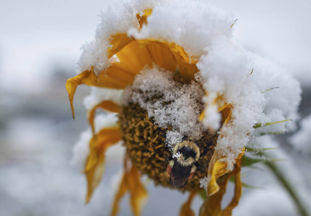 A bumblebee stops on a sunflower in Missoula, Mont., Sunday, Sept. 29, 2019. Morgan got the las ...