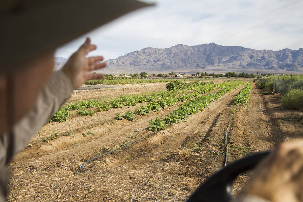 Pumpkin patch is open at Gilcrease Orchard in Las Vegas Food