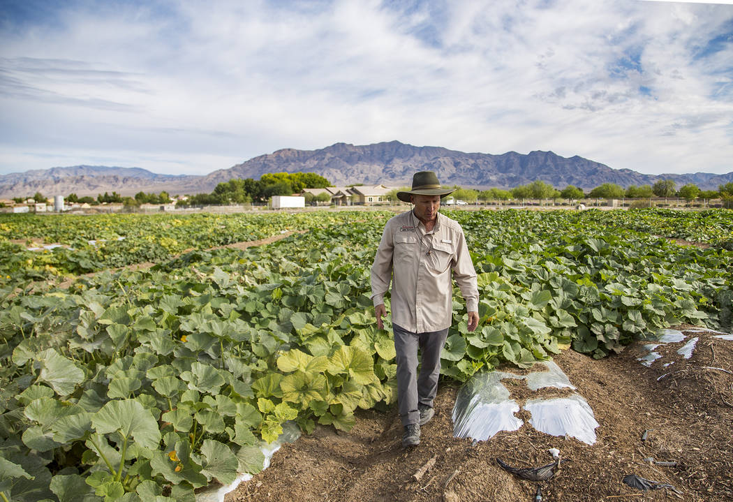 Pumpkin patch is open at Gilcrease Orchard in Las Vegas Food