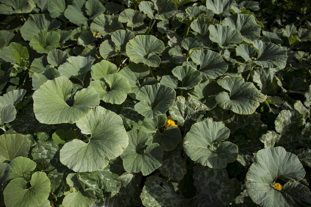 The pumpkin field at Gilcrease Orchard in Las Vegas, Thursday, Sept. 26, 2019. (Rachel Aston/La ...