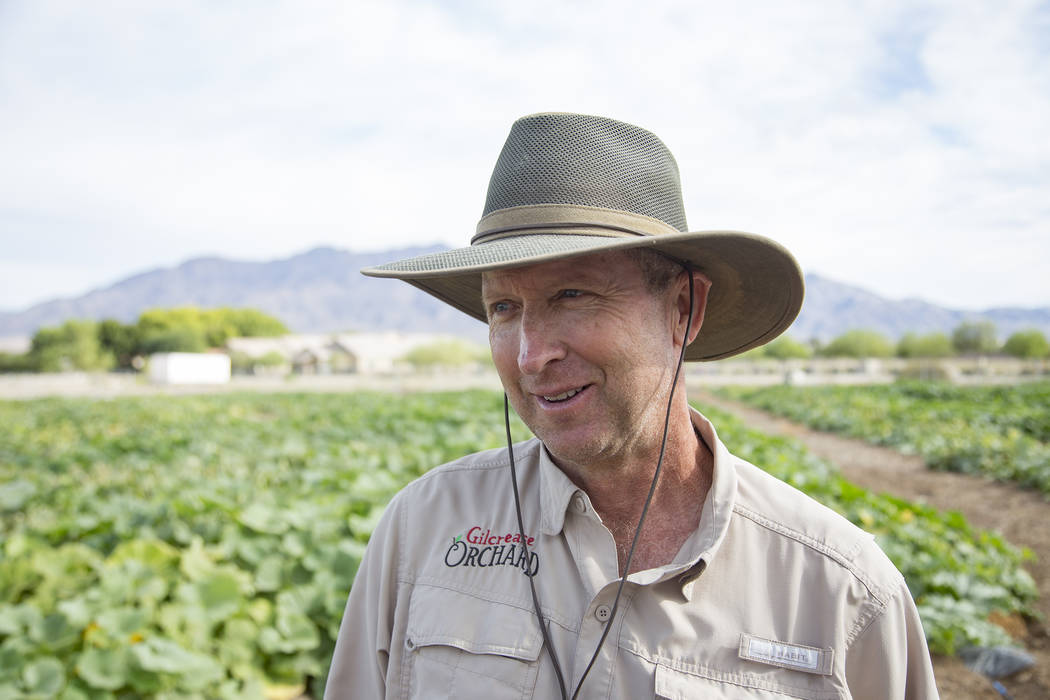Mark Ruben, director of Gilcrease Orchard, at the orchard's pumpkin field in Las Vegas, Thursda ...
