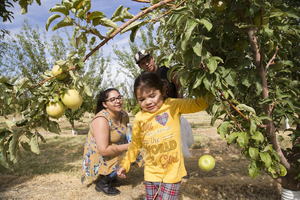 Gennive Banda and her husband, Jerry Reyes, watch their daughter, Emma Reyes, 4, pull an apple ...