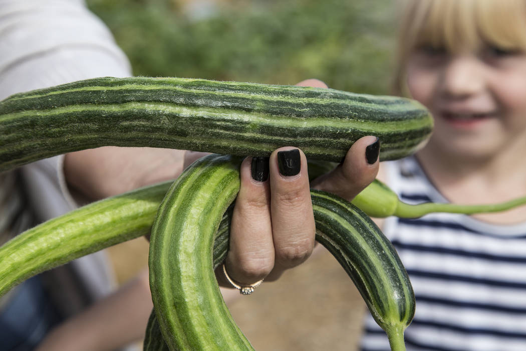 Christine Garcia holds cucumbers at Gilcrease Orchard in Las Vegas, Thursday, Sept. 26, 2019. ( ...