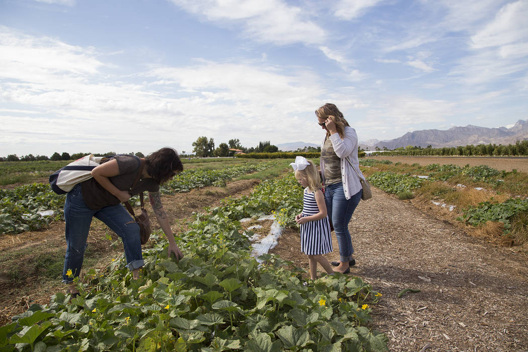 Lina Vasquez, left, looks for cucumbers with friend Christine Garcia and her daughter, Natalie ...