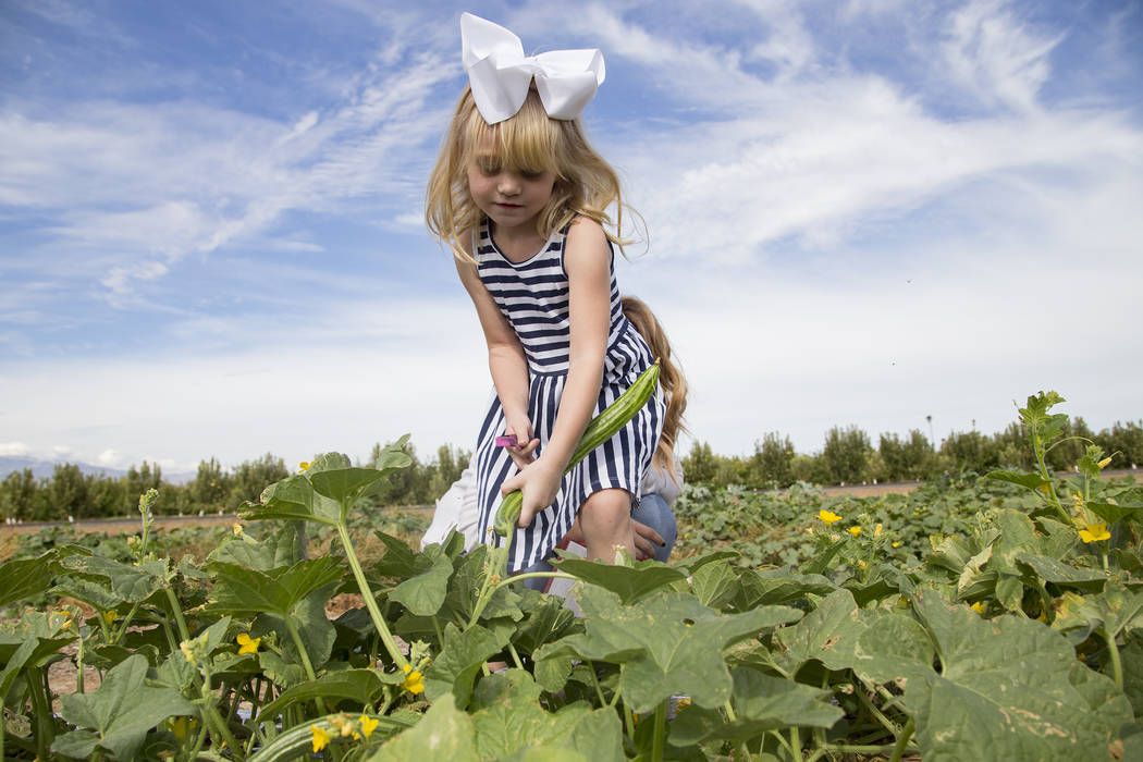 Natalie Garcia, 4, picks cucumbers at Gilcrease Orchard in Las Vegas, Thursday, Sept. 26, 2019. ...