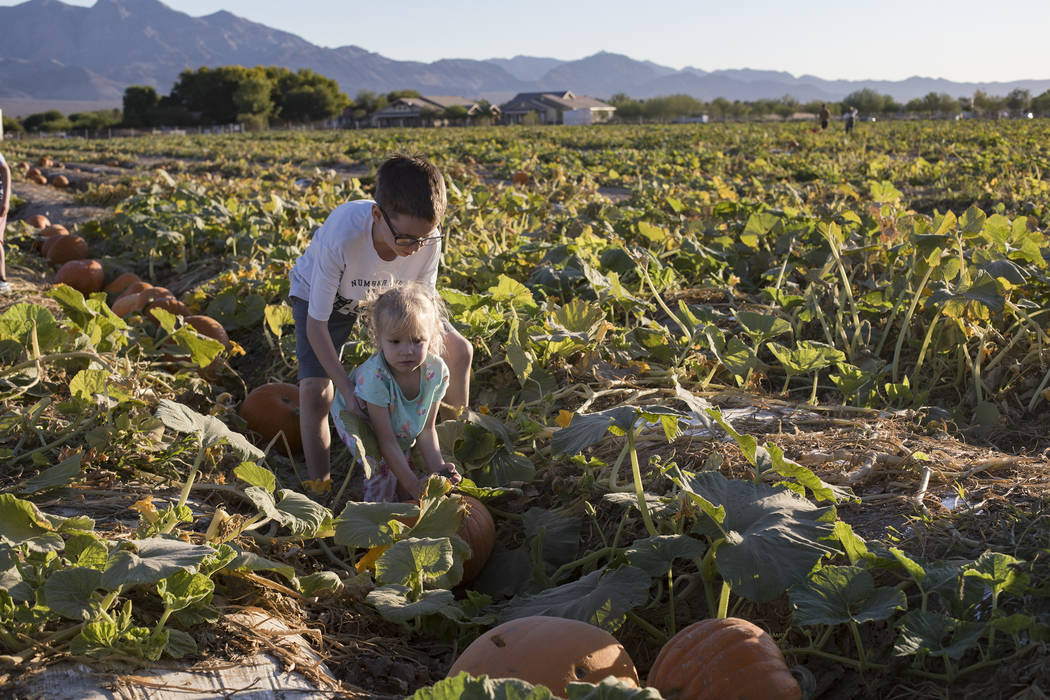 Elijah W., 9, helps his sister Emma-lee W., 5, pick up a pumpkin at Gilcrease Orchard in Las Ve ...